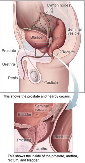 Prostate Health: Everything You Need to Know to Stay Healthy Prostate Health: Everything You Need to Know to Stay Healthy
