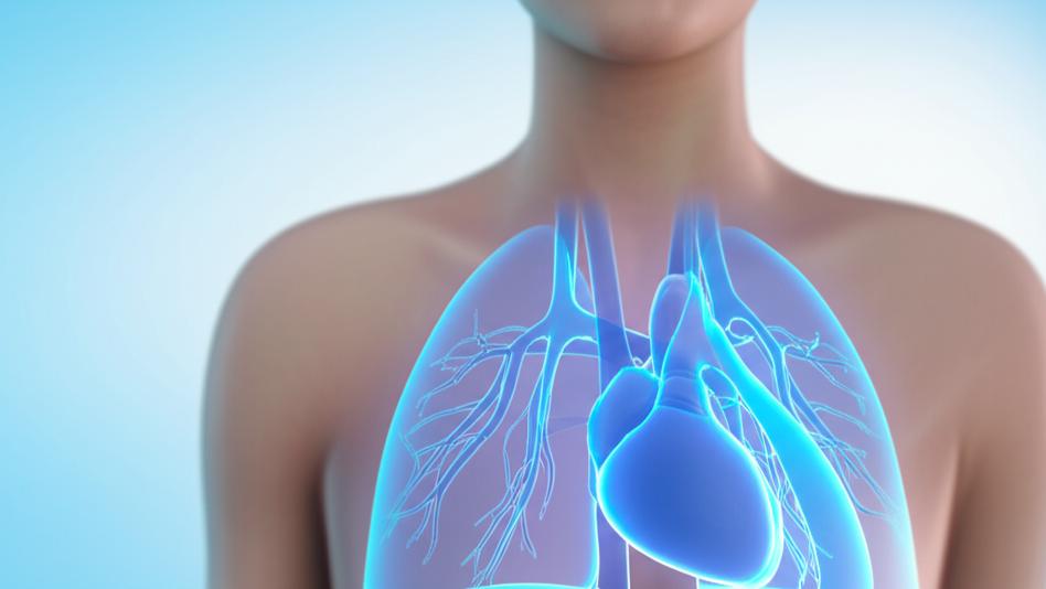 Decode Pulmonary Veins: Heart’s Vital Vessels